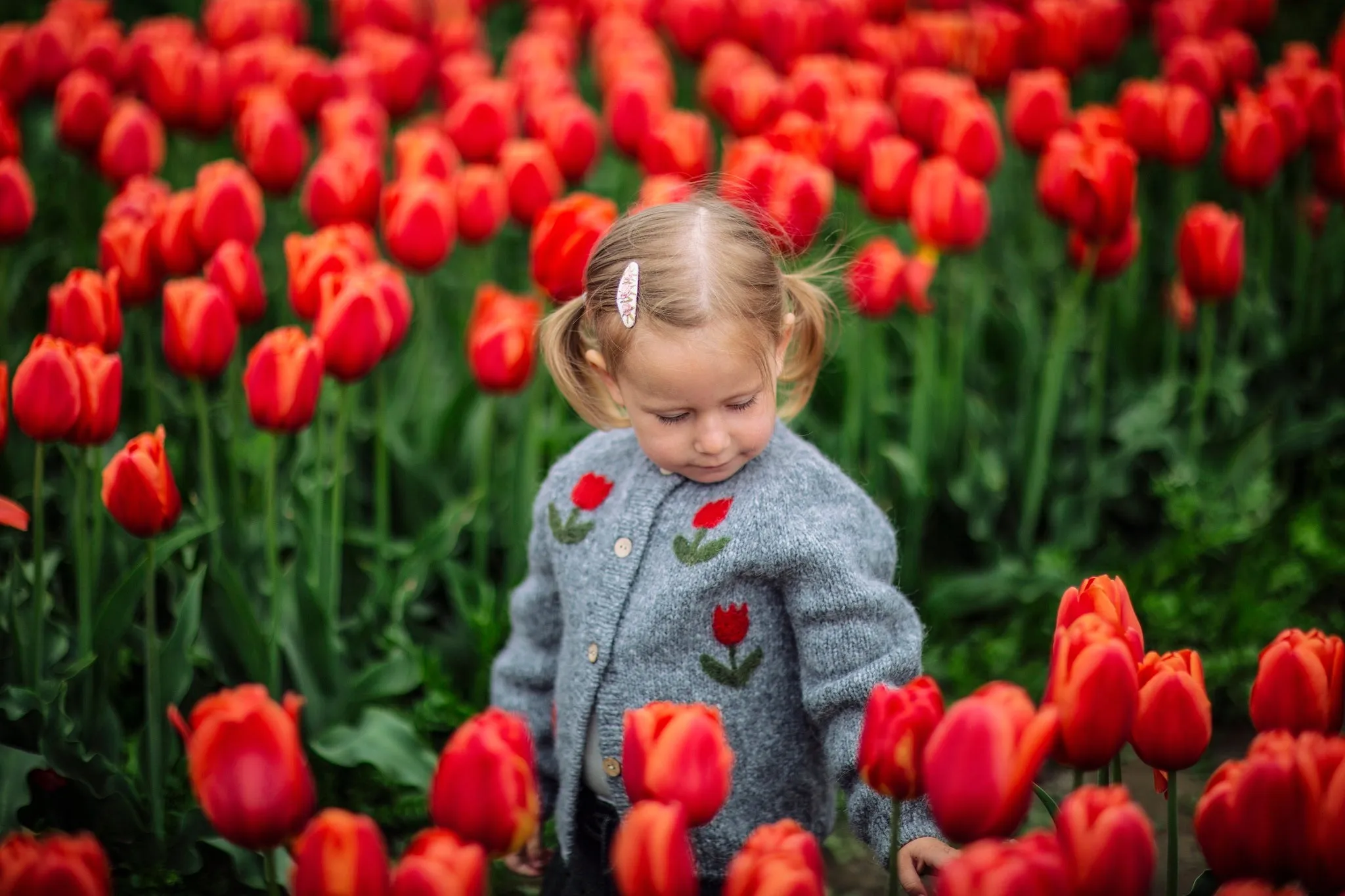 Cardigan Tulips |dark grey| in stock (0-3m)